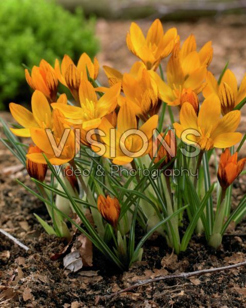 Крокус ботанический Оранж Монарх